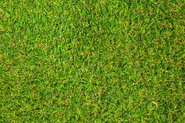 Herbe verte fond de texture