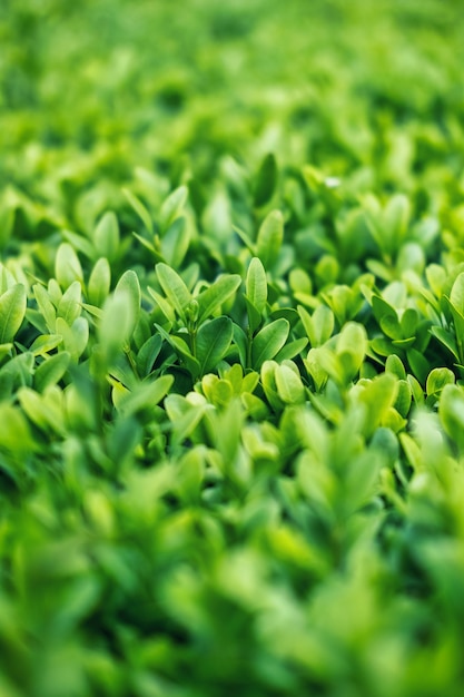 Herbe verte et luxuriante, vue rapprochée