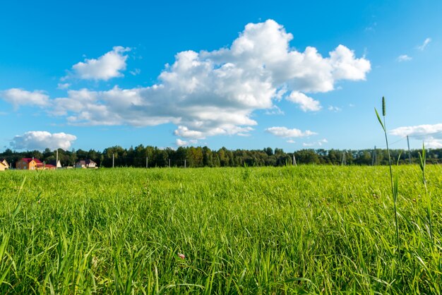 Herbe verte et nuages ​​blancs