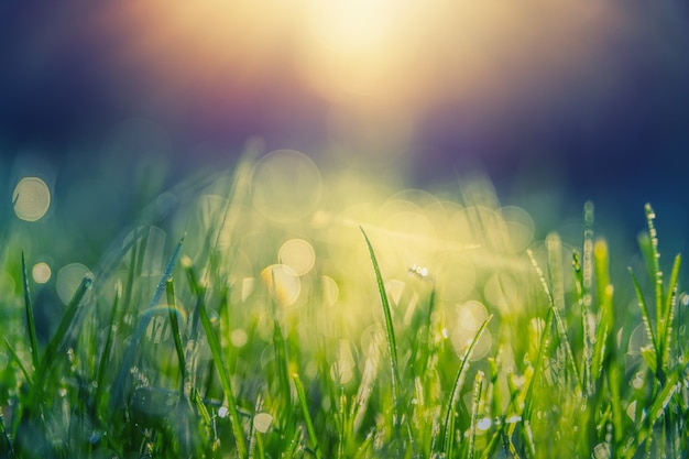 Herbe verte avec rosée