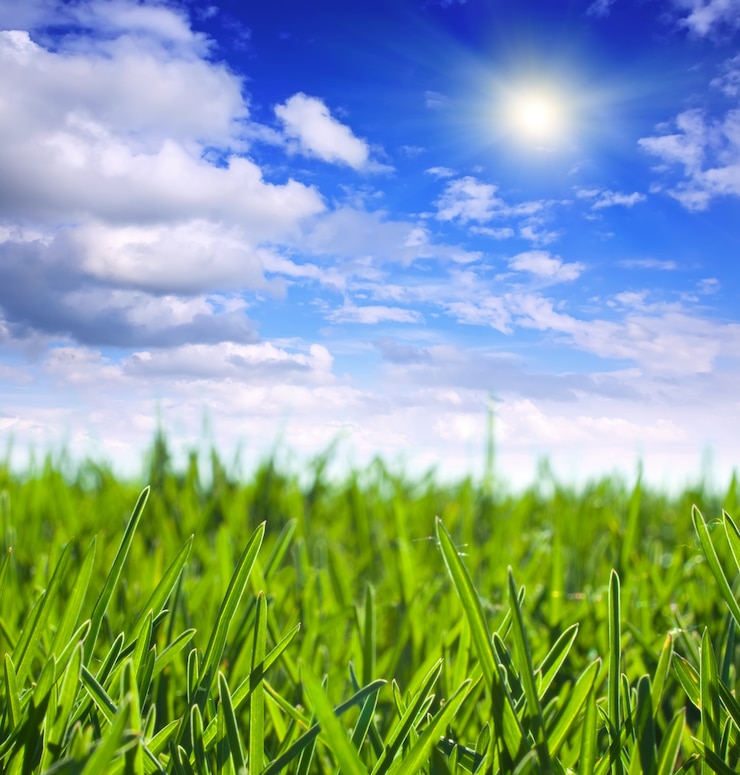 Photo gratuit l&#39;herbe verte