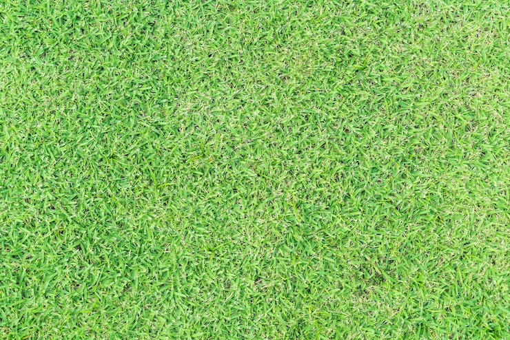 Photo gratuit herbe vide pour le fond