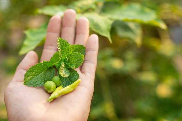 Herbes placées sur les mains.