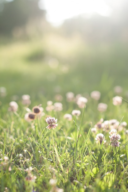 Herbes vertes avec des fleurs avant le coucher du soleil, flou fond