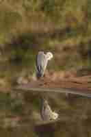 Photo gratuite héron cendré ardea cinerea