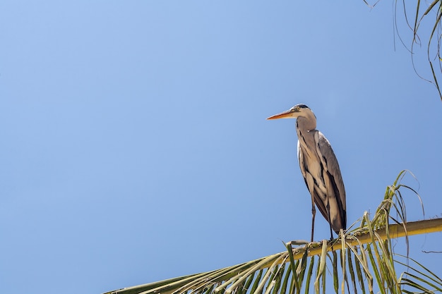 Photo gratuite héron cendré sur la paume contre le ciel bleu