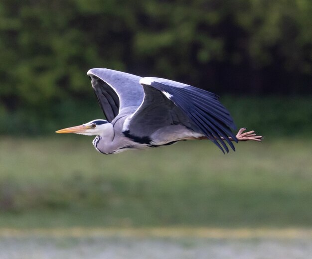 Héron cendré volant