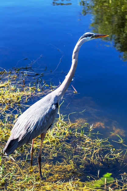 Héron Dans Les Everglades