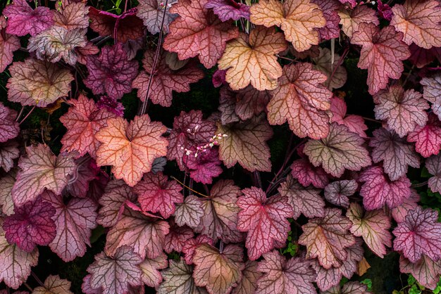 Heuchera. Saxifragaceae famille. Fermer. Macro. Feuilles brillantes sculptées de Heuchera dans un jardin.