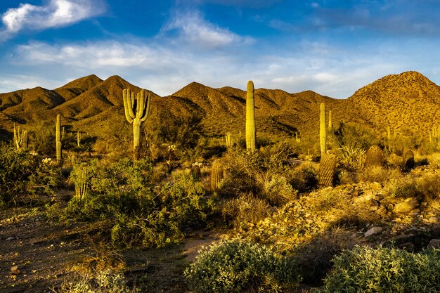 "L'heure d'or dans le désert de Sonora en Arizona