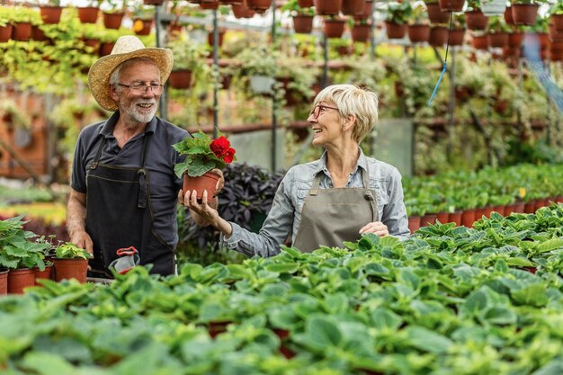 Heureux propriétaires de serre seniors communiquant tout en travaillant ensemble et en prenant soin des fleurs L'accent est mis sur la femme