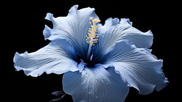 Photo gratuite un hibiscus bleu-blanc sur un fond noir