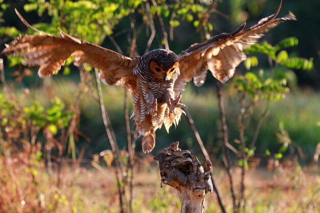 Le hibou attrape la proie du petit gros plan animal lézard