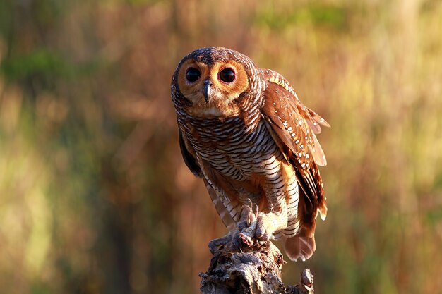 Hibou sur branche