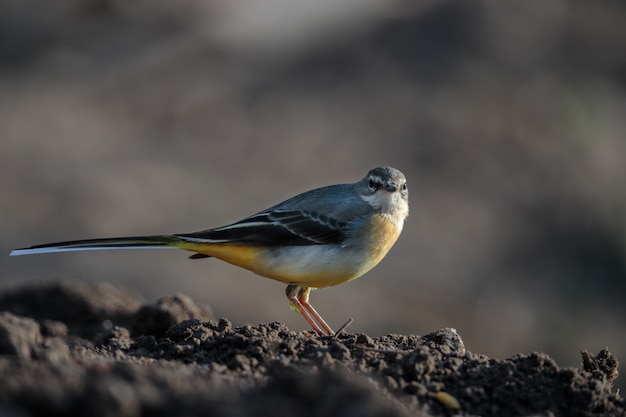 L'hivernage maleGrey Bergeronnette printanière Motacilla cinerea, Malte, Méditerranée