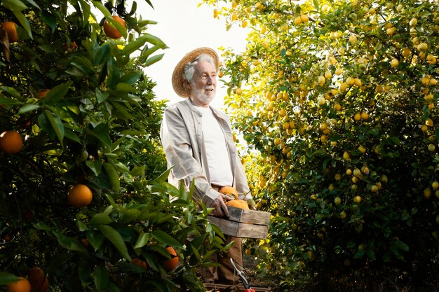 Homme âgé dans la plantation d'orangers