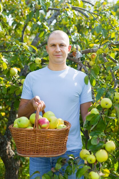 Homme d&#39;âge moyen avec la récolte de pommes