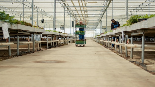 Homme caucasien poussant un rack de caisses avec différents types de laitue verte biologique disant bonjour à une collègue afro-américaine. Ouvrier de serre se préparant à la livraison des verts aux entreprises locales.