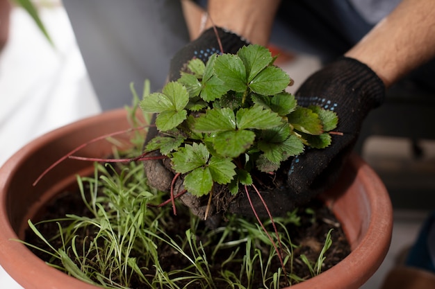 Photo gratuite homme cultivant et cultivant des plantes à l'intérieur