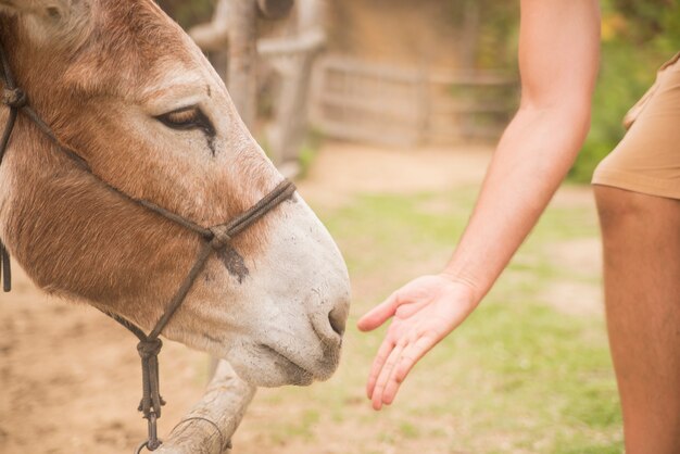 L&#39;homme donne à manger une ferme d&#39;ânes, des animaux et de la nature