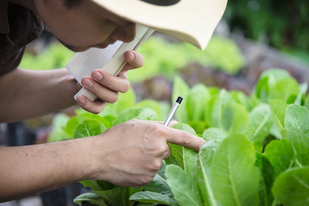 Homme de ferme travaillant dans son jardin de laitue biologique