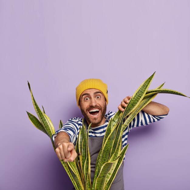 Un homme heureux cultive des fleurs à la maison, regarde à travers les feuilles vertes de sansevieria, pointe vers la distance