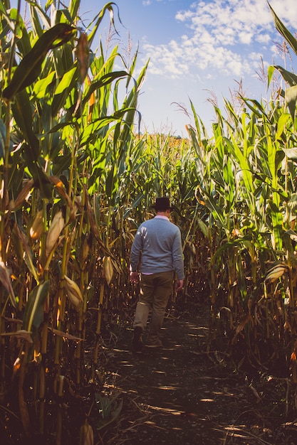 Photo gratuite homme marchant à travers un champ de maïs sur une journée ensoleillée avec un ciel bleu en arrière-plan