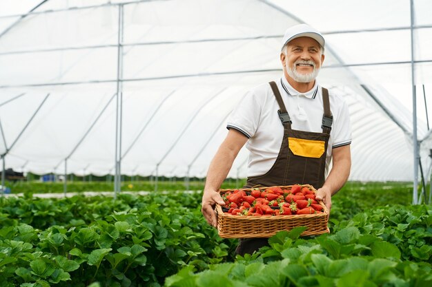 Homme mûr positif exerçant son panier avec des fraises fraîches
