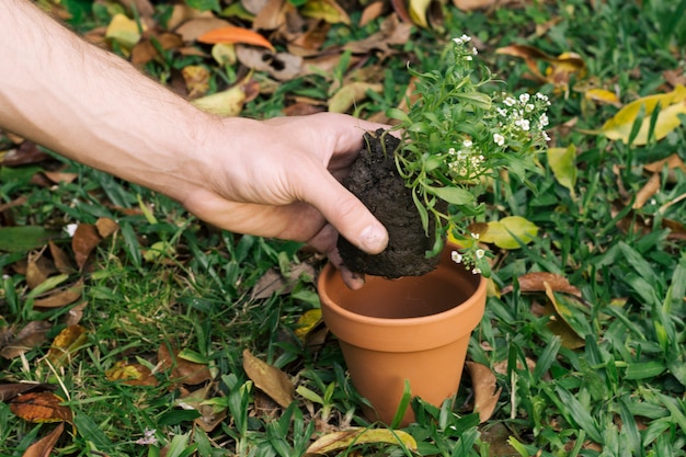 Homme plantant une plante verte avec de la terre en pot