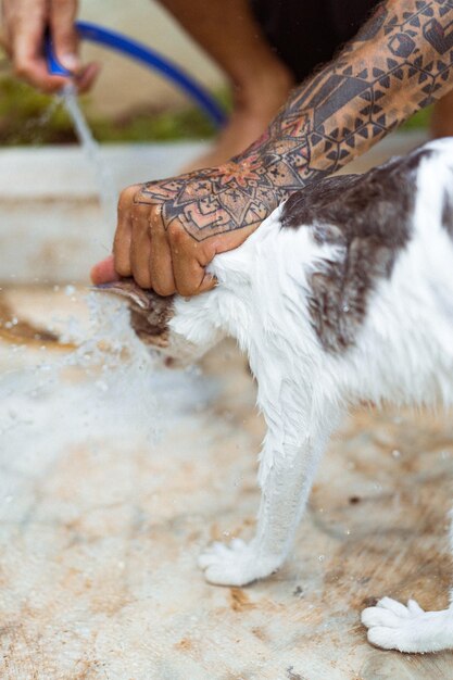 Un homme tatoué lave un chat sous la douche en été sur le jardin. Prendre soin des animaux de compagnie.