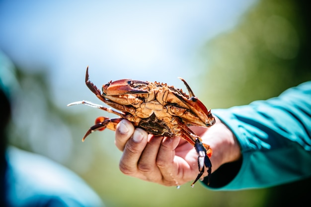 Homme tenant un crabe de sa prise pendant la journée