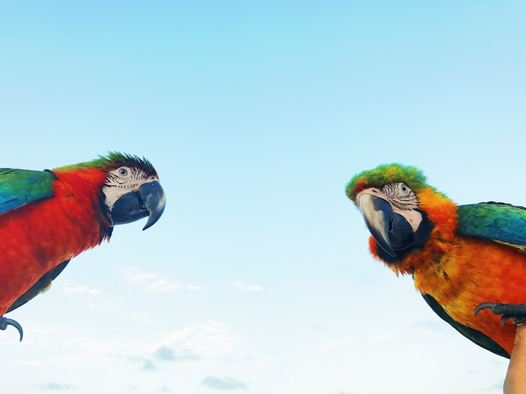 Photo gratuit l&#39;homme tient deux papillons d&#39;arachides colorés sur son bras