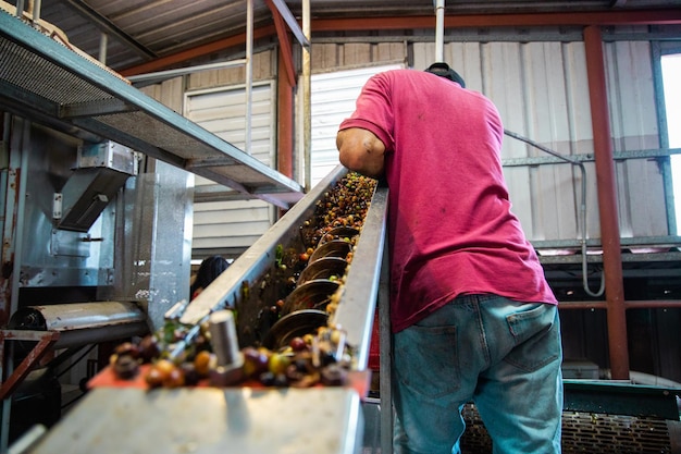 Homme traitant les grains de café