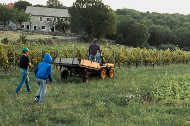 Hommes ramassant des raisins sur le terrain