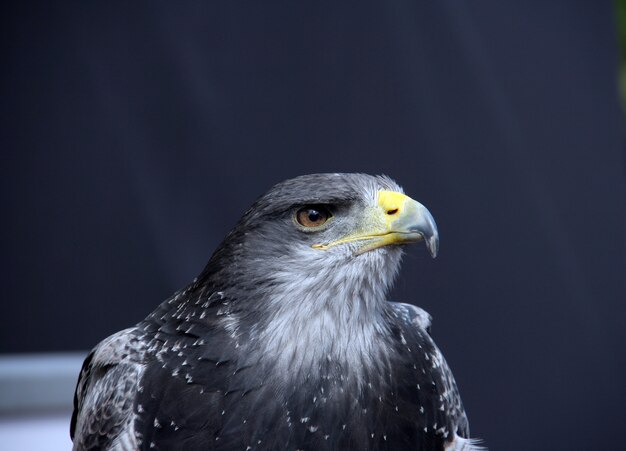 Honey Buzzard