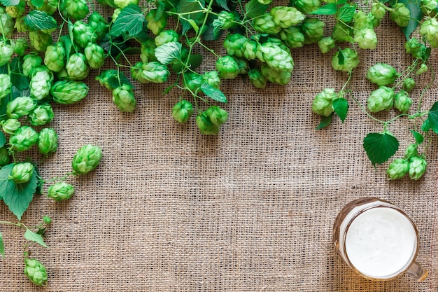 Houblon frais vert avec du blé et de la bière comme zone de texte du cadre de l'espace de copie sur fond d'un sac. Mise à plat. Nature morte. Vue de dessus