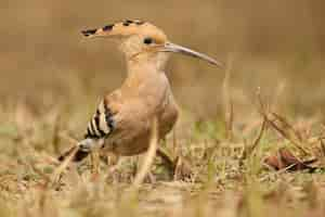 Photo gratuite huppe fasciée sauvage dans l'habitat naturel