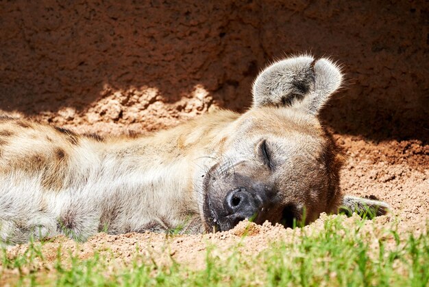 Hyène tachetée dormant sur l'herbe capturée dans le zoo de Valence, Espagne