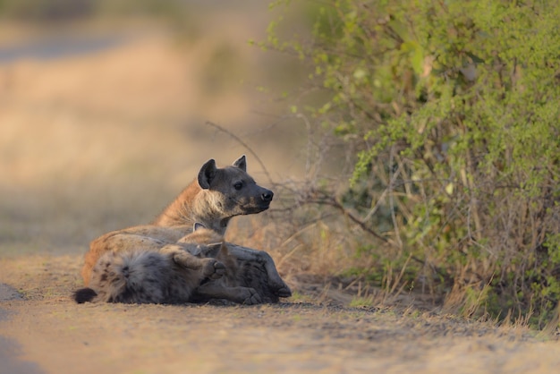 Photo gratuite hyènes portant sur le rond