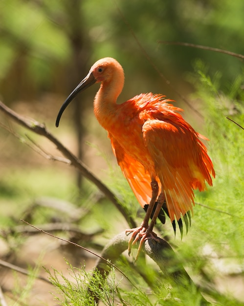 Photo gratuite ibis écarlate