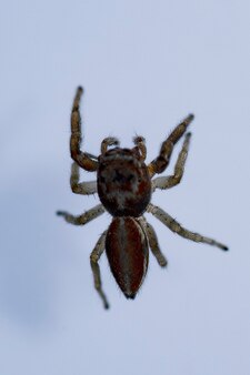 Icius sp araignée. famille des salticidés. araignée isolé sur fond blanc