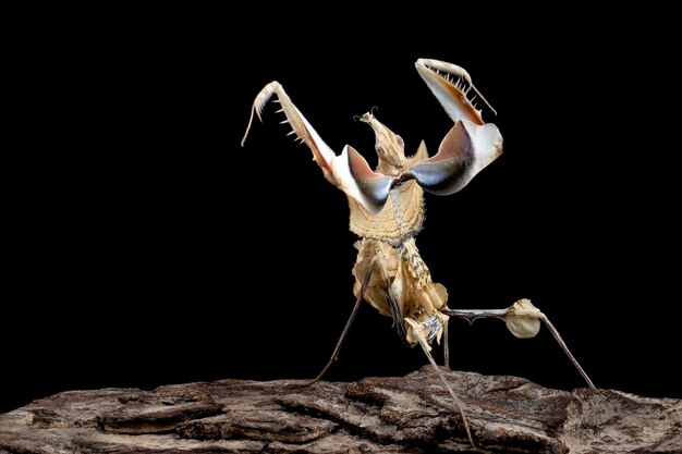 Idolomantis diabolica avec position d'autodéfense sur branche avec fond noir Idolo mantis libre