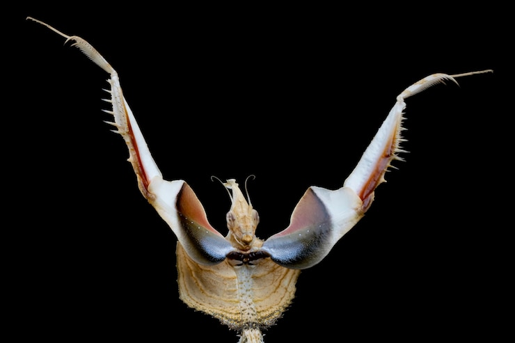 Photo gratuit idolomantis diabolica avec self défense