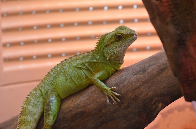 Iguane en équilibre le long d'une branche d'arbre.