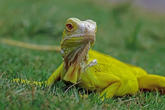 Iguane jaune gros plan visage iguane albinos gros plan