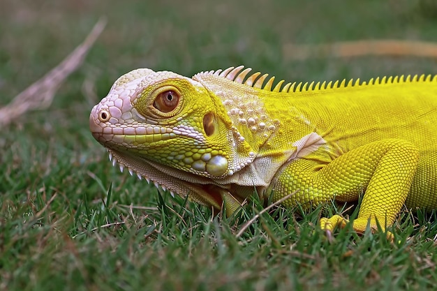 Iguane jaune gros plan visage iguane albinos gros plan