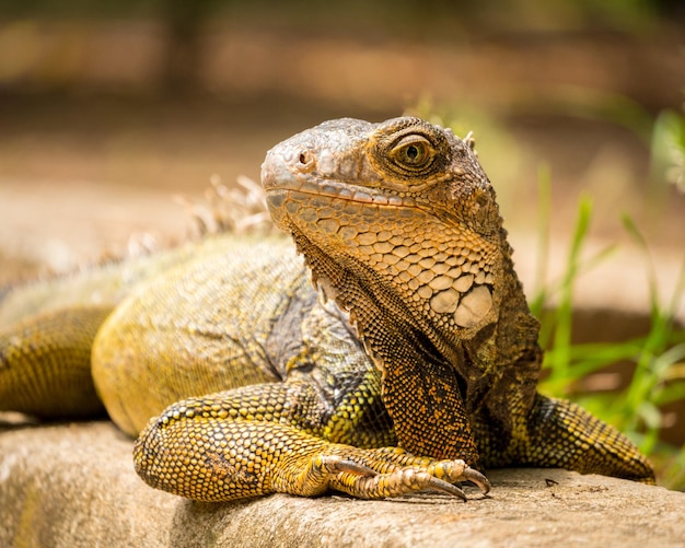 Photo gratuite iguane regardant fixement le jardin