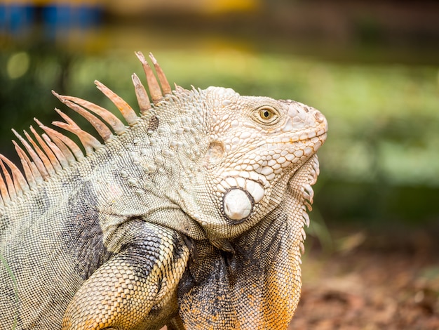 Iguane regardant sur l'herbe