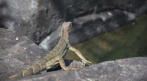 Iguane vert et brun regardant au loin