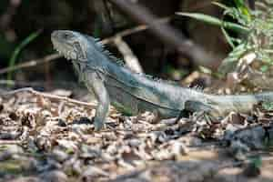 Photo gratuite iguane vert sauvage se bouchent dans l'habitat naturel